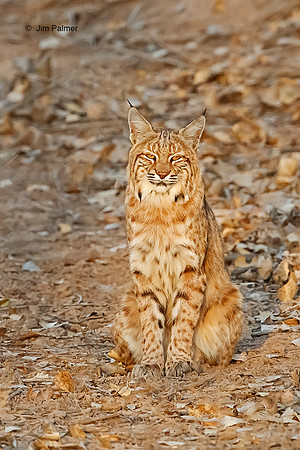 Bobcat Female                        Bosque del Apache #1