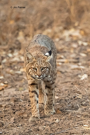 Bobcat Juvenile                      Bosque del Apache #3