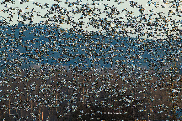Snow Geese Blastoff