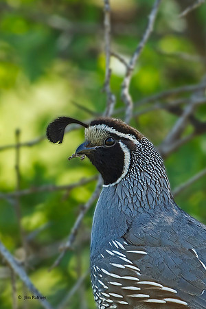 California Quail              Male