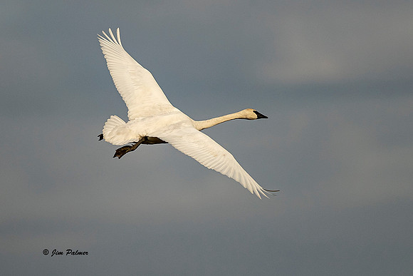 Trumpeter Swan