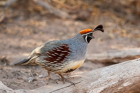 Gamble's Quail       Male