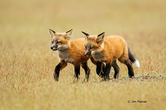 Red Fox Kits #3