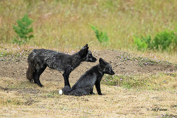 Red Fox Vixen and Kit                                _Black Phase