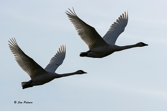 Trumpeter Swans
