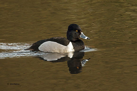 Ringneck Duck       Drake