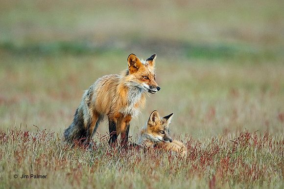 Red Fox Vixen and Kit