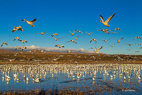 Snow Geese