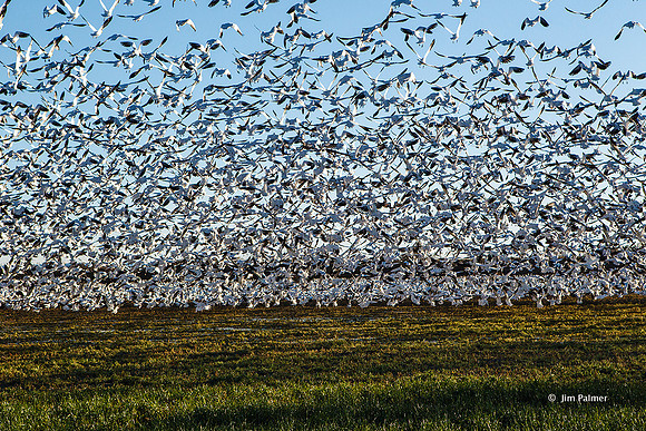 Snow Geese Blastoff