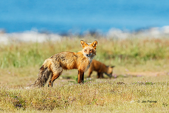 Red Fox Vixen and Kit