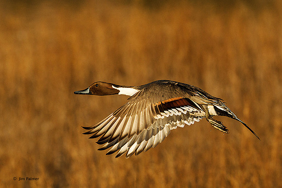 Northern Pintail Drake