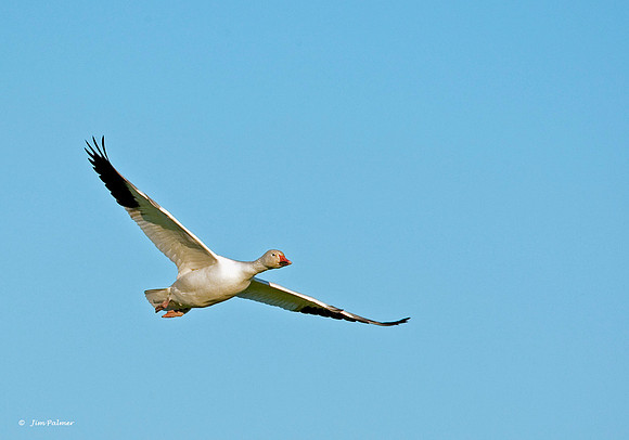 Snow Goose