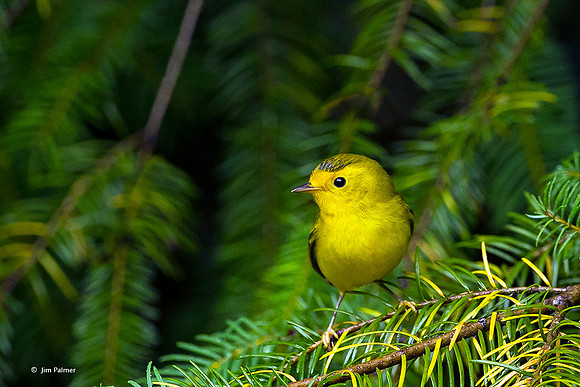 Wilson's Warbler