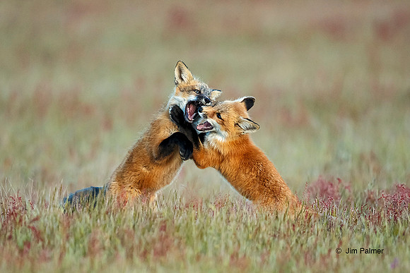 Red Fox Kits Playing