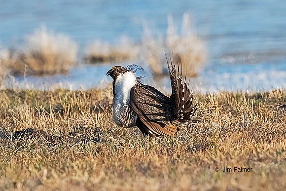 Greater Sage Grouse Male on Lek S.E. Oregon Private Ranch