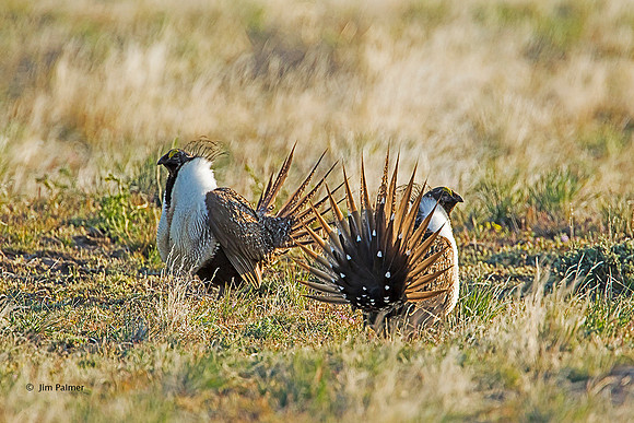 Sage Grouse Males on Lek Malhuer NWR