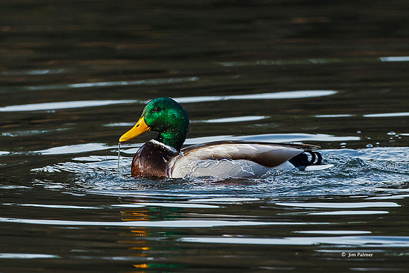 Mallard Drake