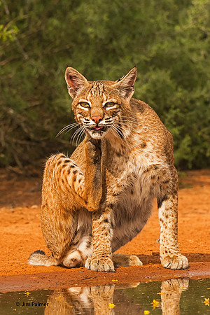 Bobcat #3