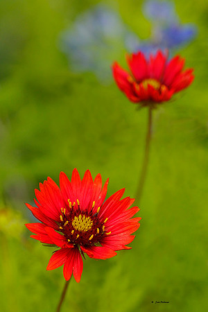 Indian Blanket Daisy #1
