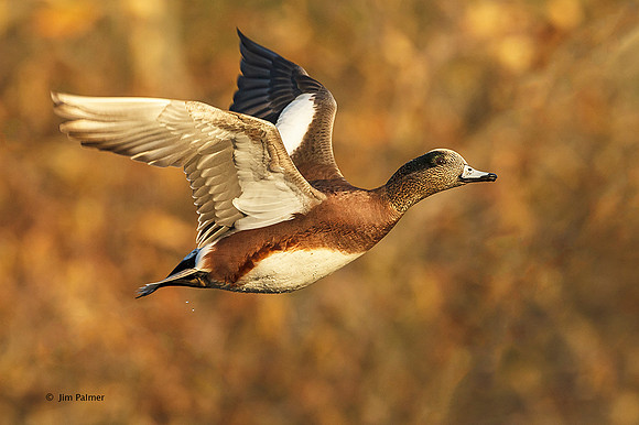 American Wigeon Drake