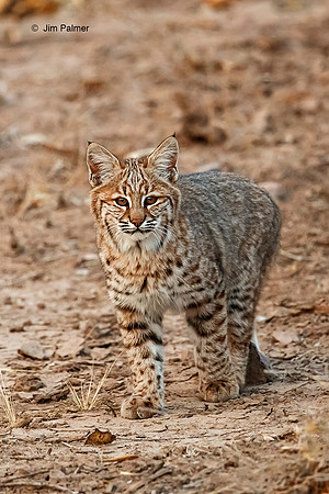 Bobcat Juvenile                            Bosque del Apache #4