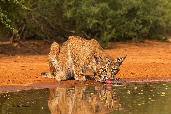 Bobcat #1