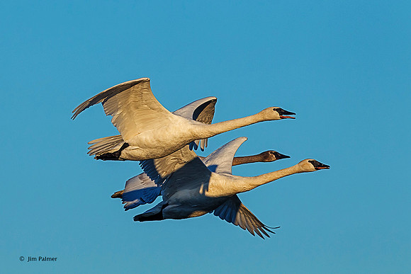 Trumpeter Swans Male Female and Juvenile