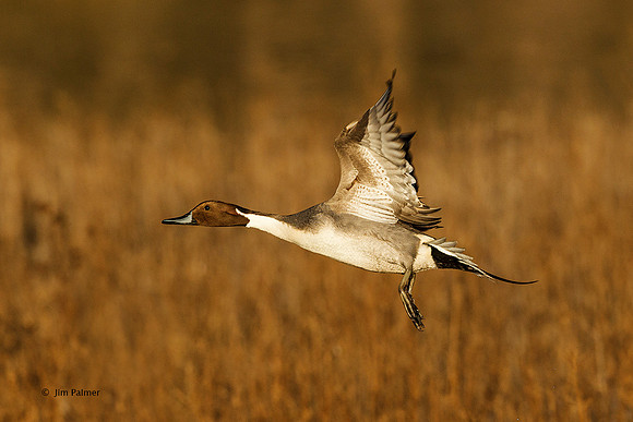 Northern Pintail Drake