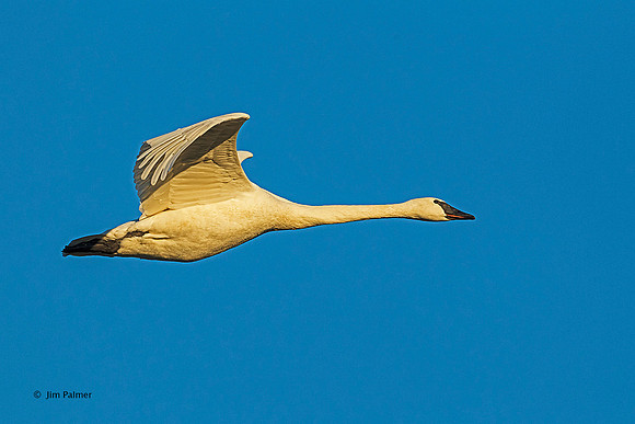 Trumpeter Swan