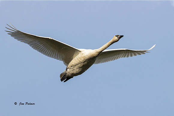 Trumpeter Swan