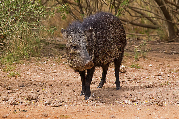 Collard Peckery        "Javelina"