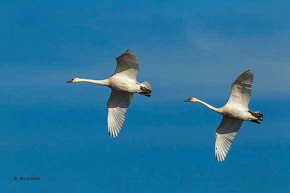 Trumpeter Swans