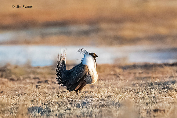 Greater Sage Grouse Male on Lek     S.E. Oregon Private Ranch