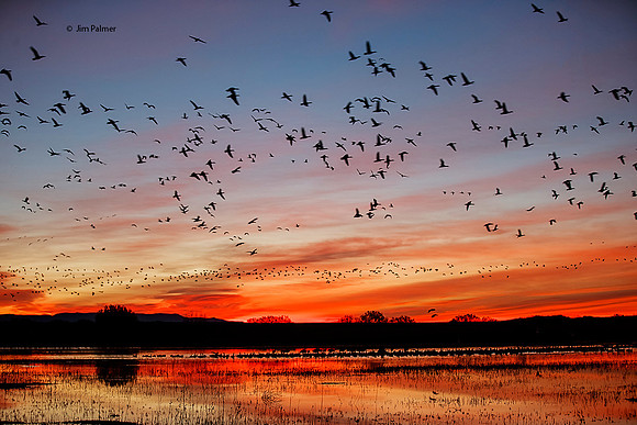 Sunrise Bosque del Apache