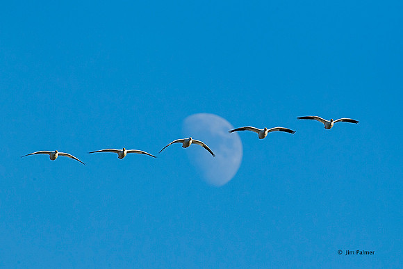 Snow Geese and Moon