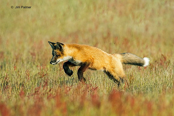 Red Fox Kit Hunting #1