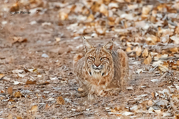 Bobcat Female                        Bosque del Apache #2