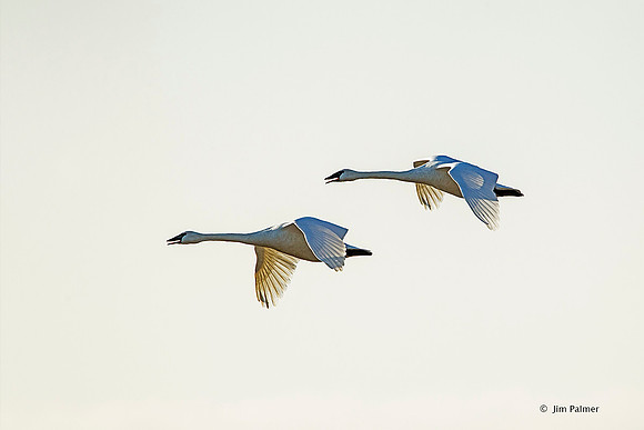 Trumpeter Swans
