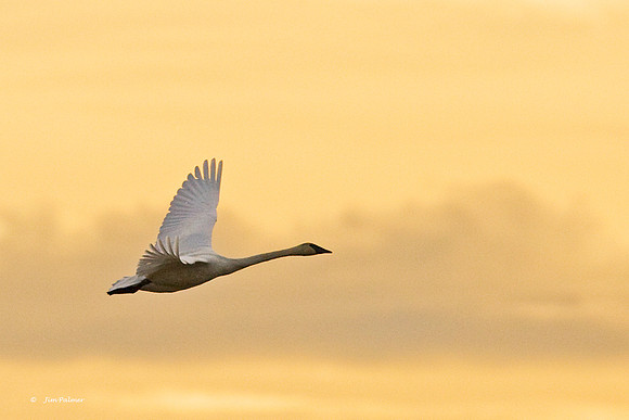 Trumpeter Swan