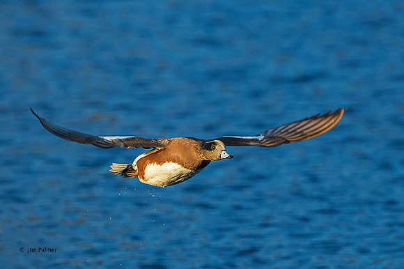 American Wigeon Male