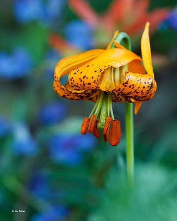 Columbia Lily #1