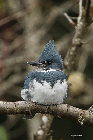 Belted Kingfisher Male